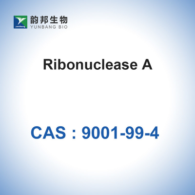 RNAsi una ribonucleasi A dal pancreas bovino CAS biologico 9001-99-4
