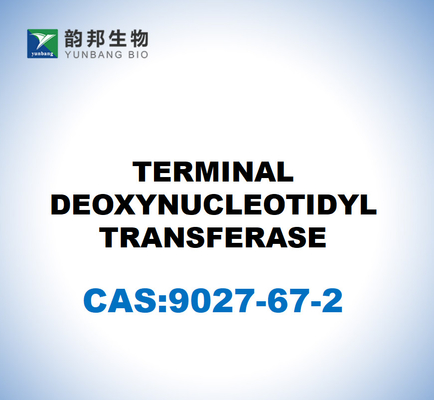 CAS 9027-67-2 TRANSFERASIONE TERMINALE DELOXINUCLEOTIDILE