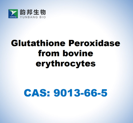 CAS 9013-66-5 Glutatione perossidasi da eritrociti bovini
