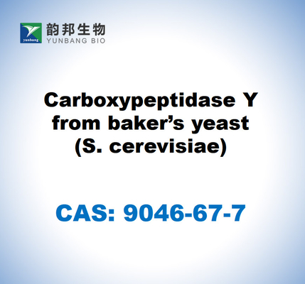 CAS 9046-67-7 Carbossipeptidasi Y del lievito di fornaio (S. cerevisiae)