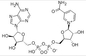 L'idrato di nicotinamide adenindinucleotide del β di NAD ha liofilizzato CAS 53-84-9