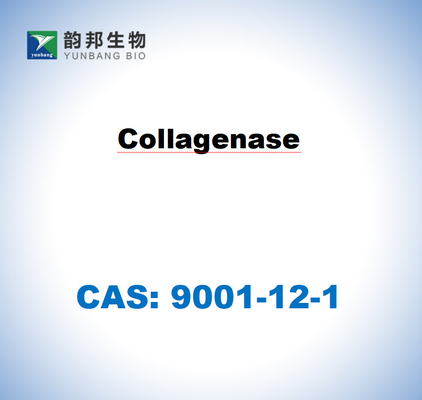 CAS 9001-12-1 Collagenasi TIPO I da Clostridium histolyticum