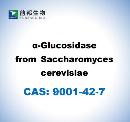 CAS 9001-42-7 A-glucosidasi di Saccharomyces cerevisiae