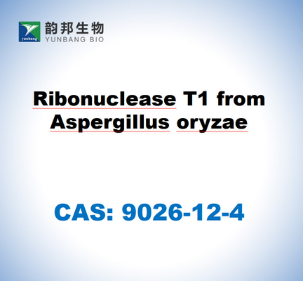 CAS 9026-12-4 Ribonucleasi T1 di Aspergillus oryzae