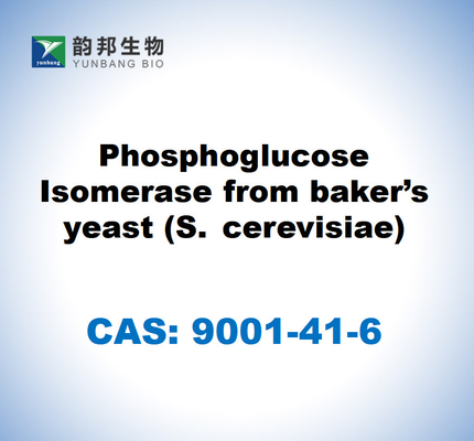 CAS 9001-41-6 Isomerasi di fosfoglucosio del lievito di forno (S. cerevisiae)