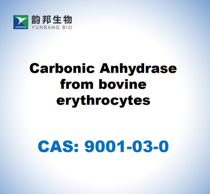 CAS 9001-03-0 Anidrasi carbonica di eritrociti bovini
