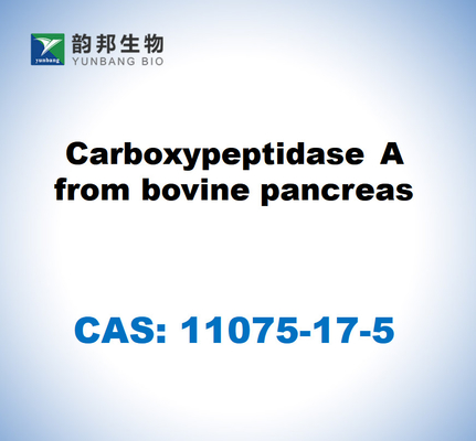 CAS 11075-17-5 Carbossipeptidasi A dal pancreas bovino