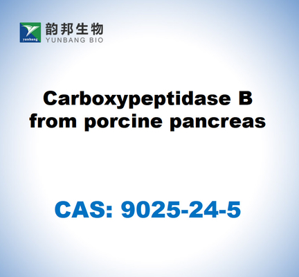 CAS 9025-24-5 Carbossipeptidasi B dal pancreas dei suini