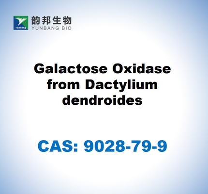 CAS 9028-79-9 Galattosio ossidasi da Daktylium dendroides