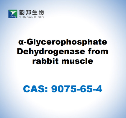 CAS 9075-65-4 α-glicerofosfato disidrogenasi dal muscolo del coniglio